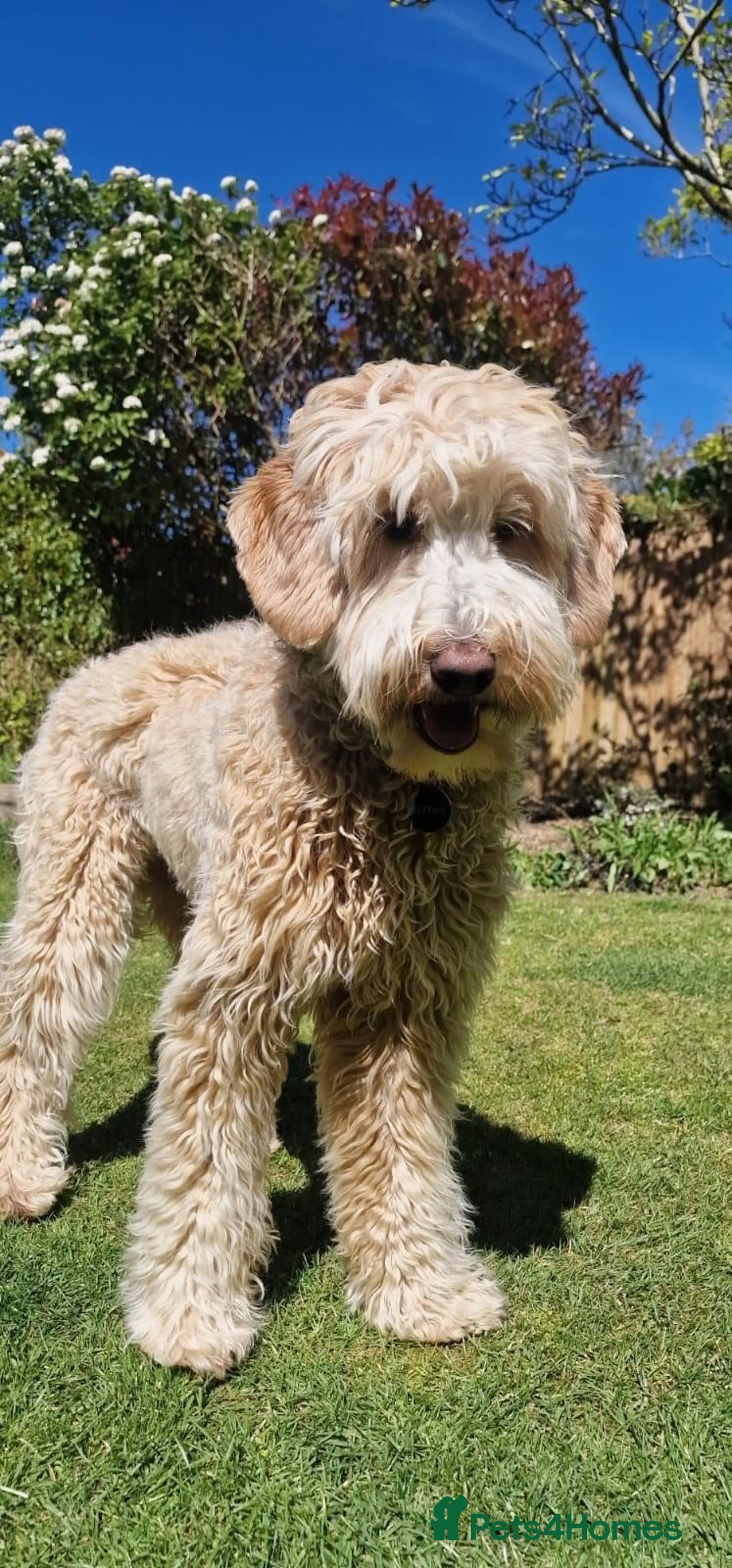 Labradoodle dogs for sale: Multigenerational Miniature Labradoodles - Image 21