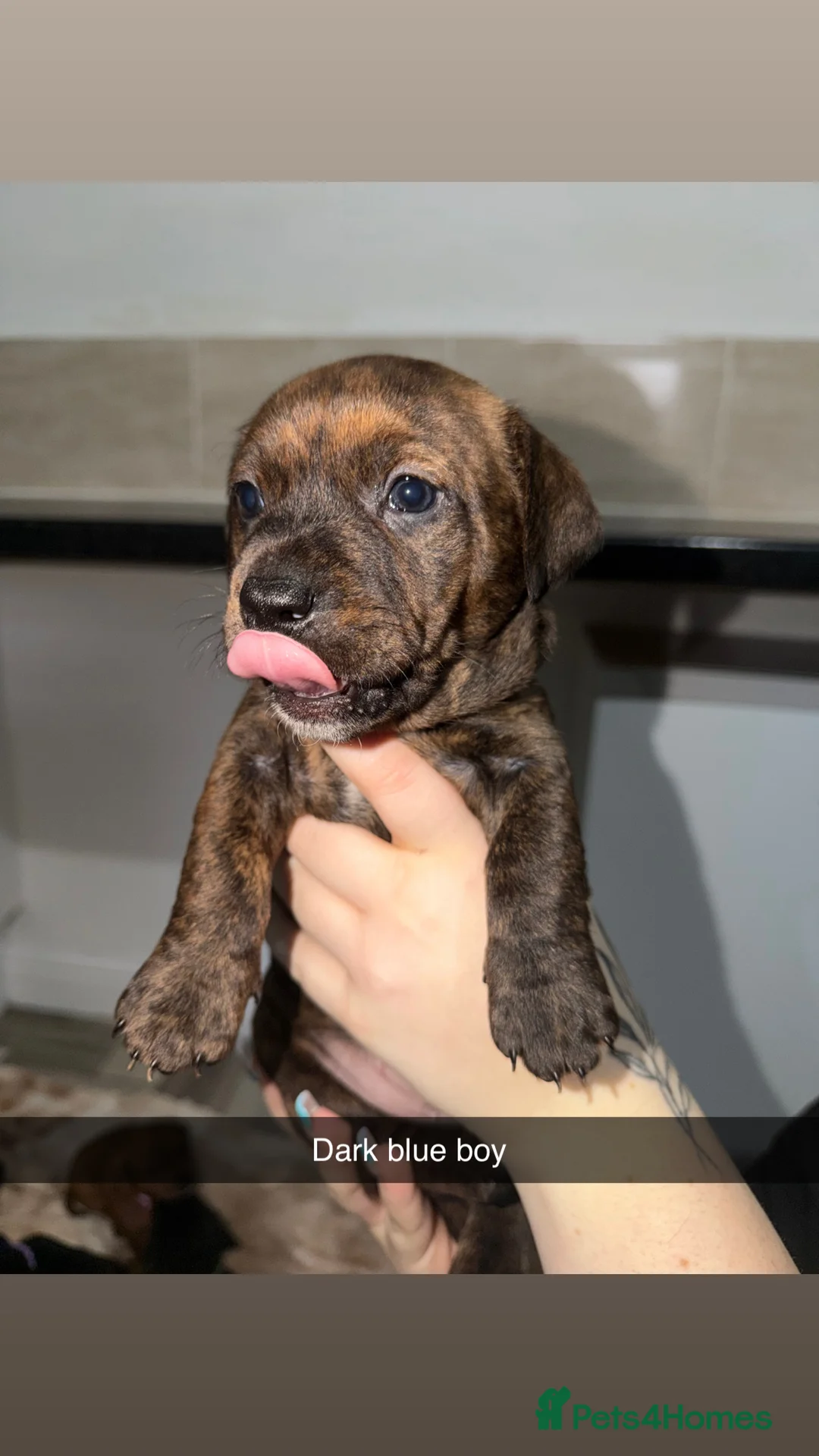 Mixed Breed dogs for sale: Staffy/miniature dachshund pups  - Advert 8