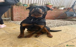 Rottweiler dogs for sale: KC Registered Female Available  - Image 5