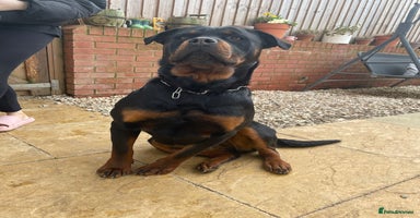 Rottweiler dogs - Advert 2