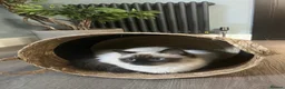 Ragdoll cats for sale: 1 Year Old Ragdoll Females- TICA registered - Advert 4