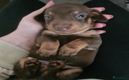 Dachshund dogs for sale: Beautiful Standard Dachshunds  - Image 5