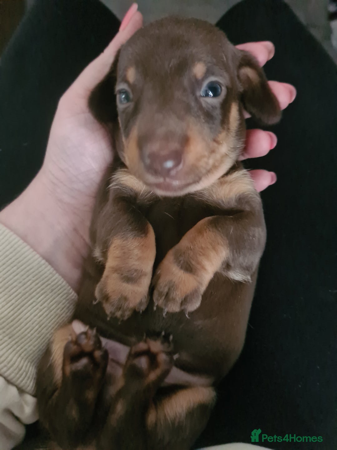Dachshund dogs for sale: Beautiful Standard Dachshunds  - Image 5
