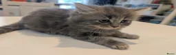 Mixed Breed cats for sale: Scottish straight, turquoise shell adorable 🥰  - Advert 28