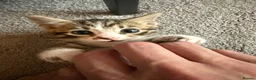 Bengal cats for sale: 4 x Beautiful Male Bengal Cross - Advert 6