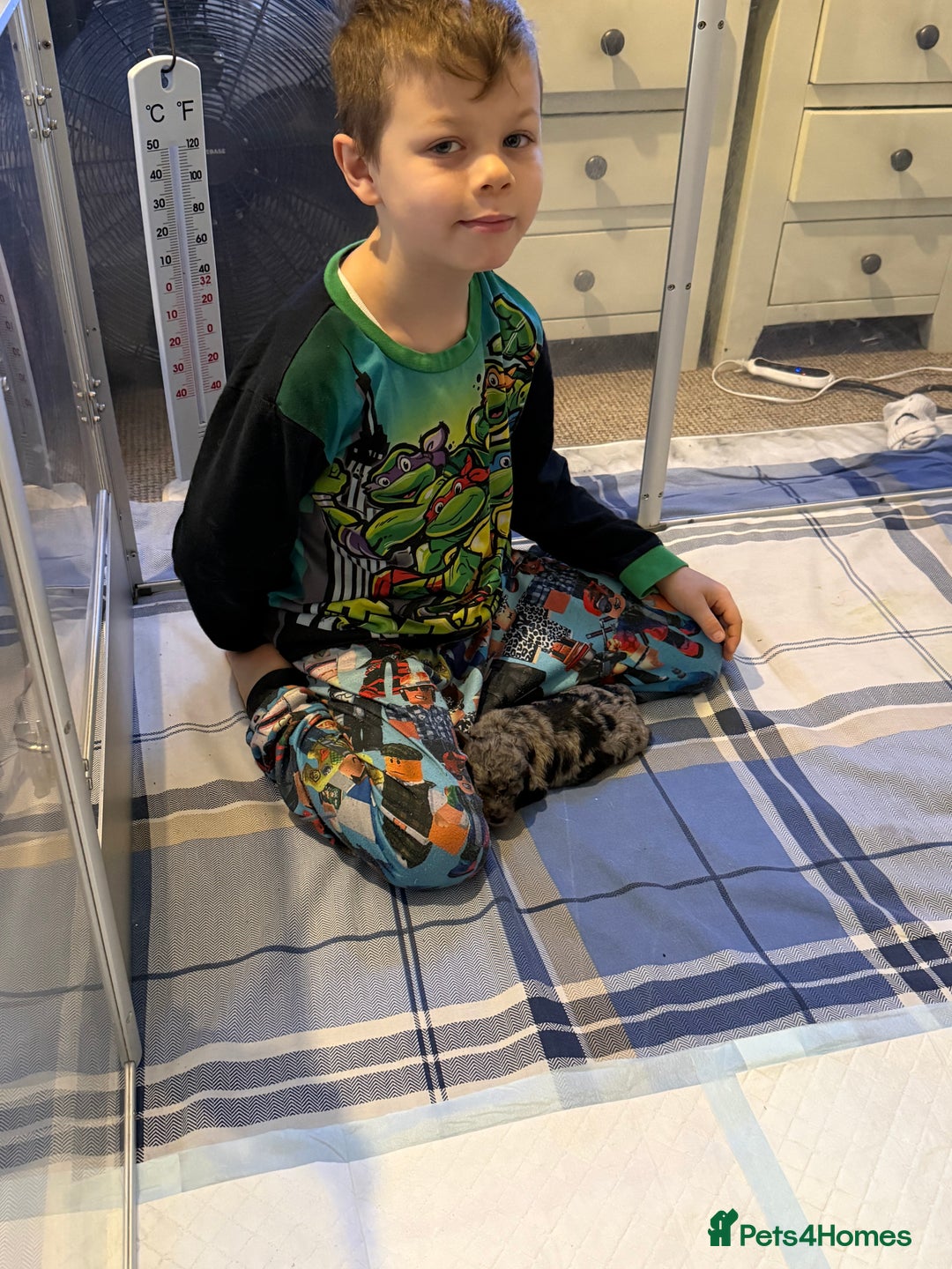 Cavapoo dogs for sale: Merle cavapoo boys  - Advert 14