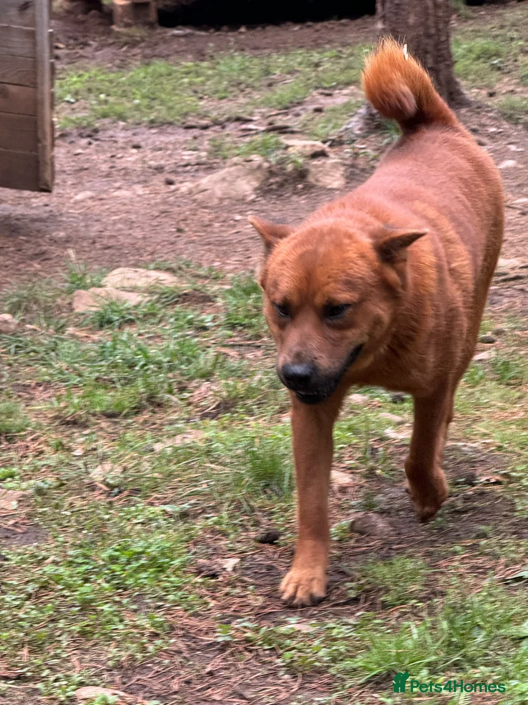 Chow Chow dogs for adoption: Aki   in Ashford - Advert 5