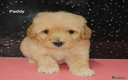 Maltipoo dogs for sale: Quality Champion Apricot Teddy toy Maltipoo's 🧸 - Image 20