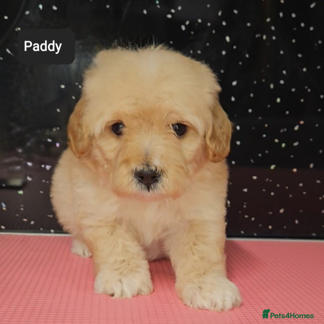 Maltipoo dogs for sale: Quality Champion Apricot Teddy toy Maltipoo's 🧸 - Image 20