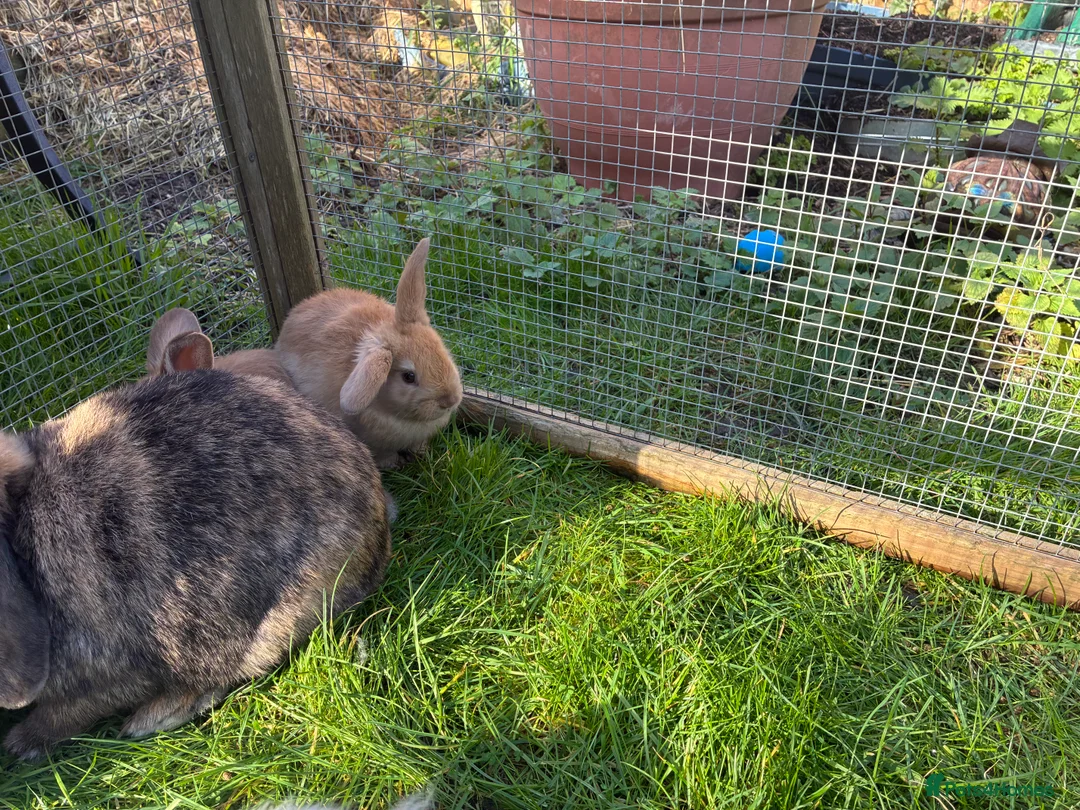 Lionhead rabbits for sale: 2 mini lop babies  - Advert 10