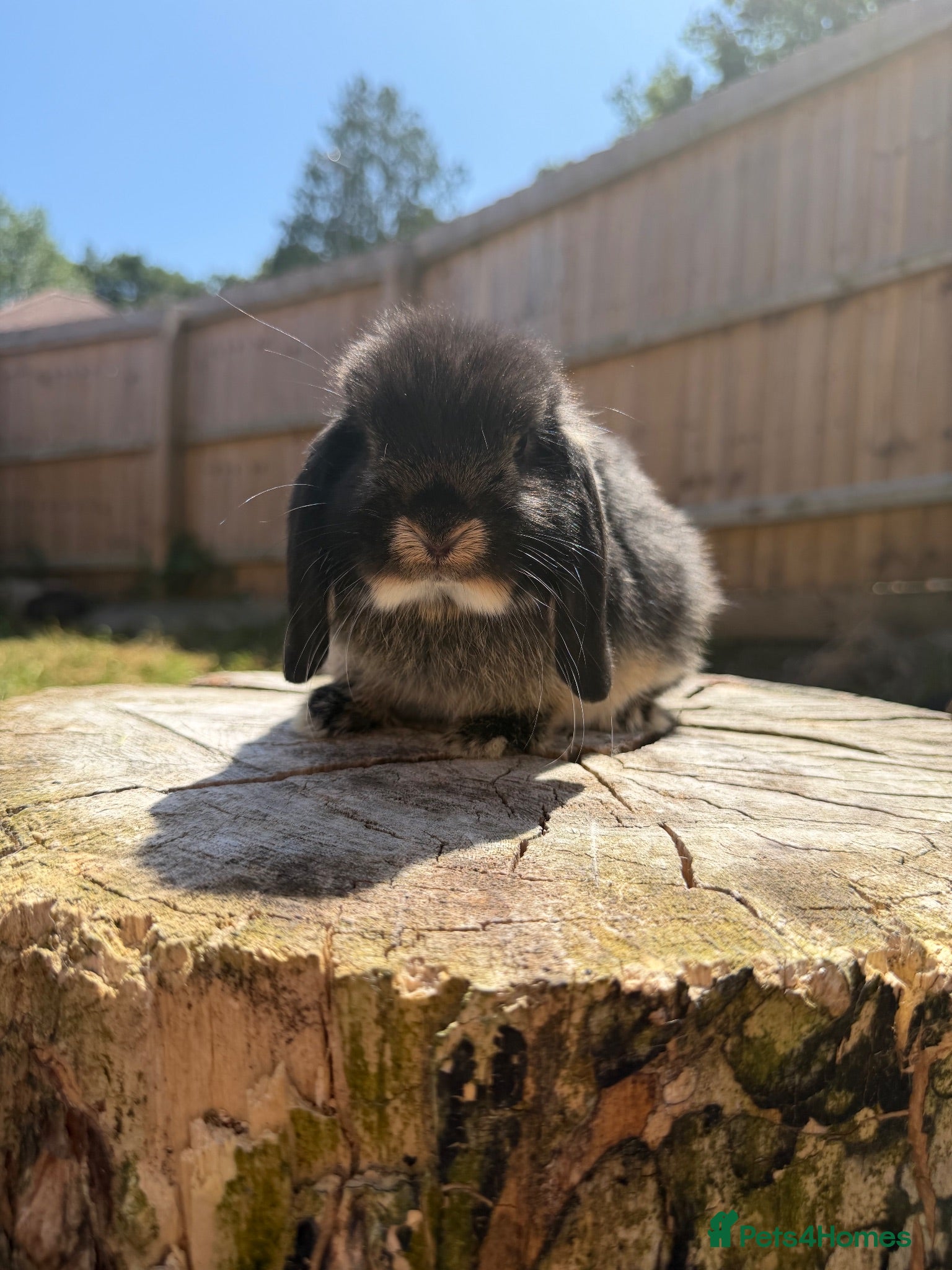 Mini Lop rabbits Mini lop doe - Advert 3
