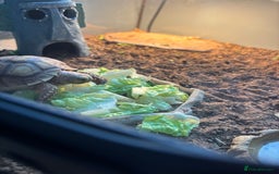 Tortoise reptiles for sale: Tortoise  - Image 3