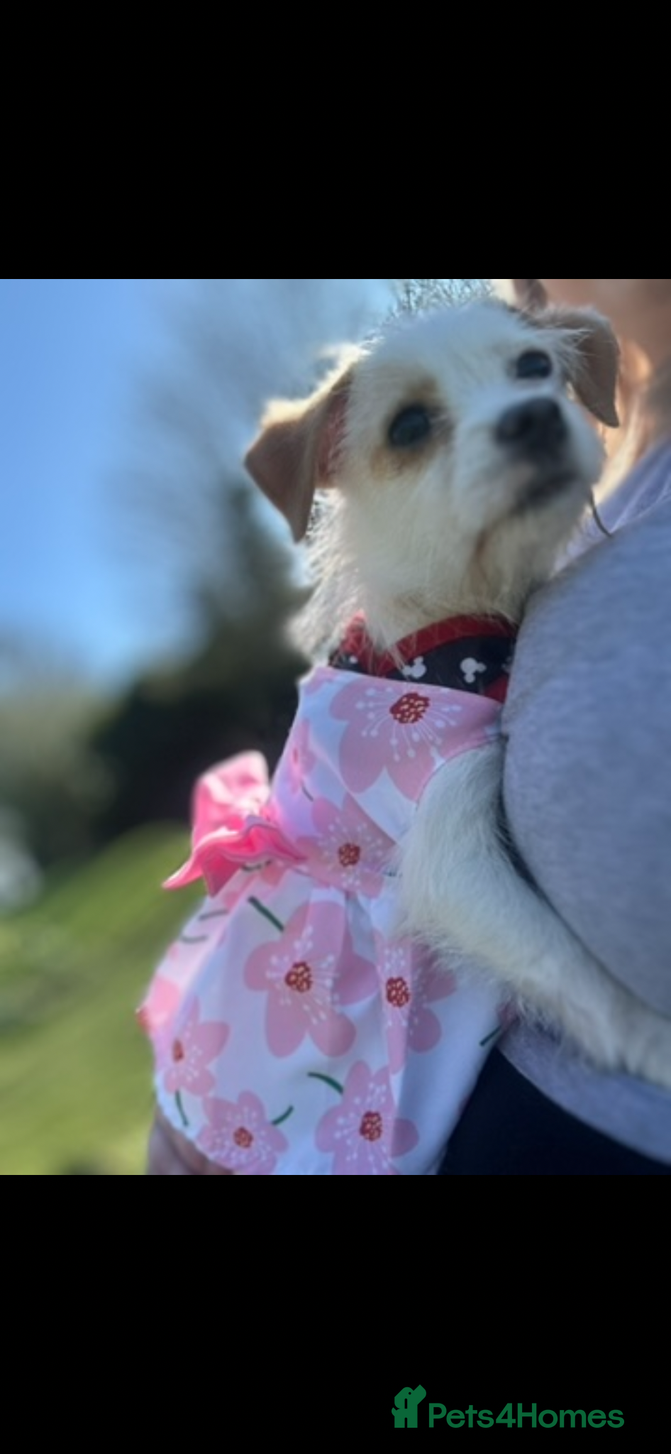 Mixed Breed dogs Skye  - Advert 1