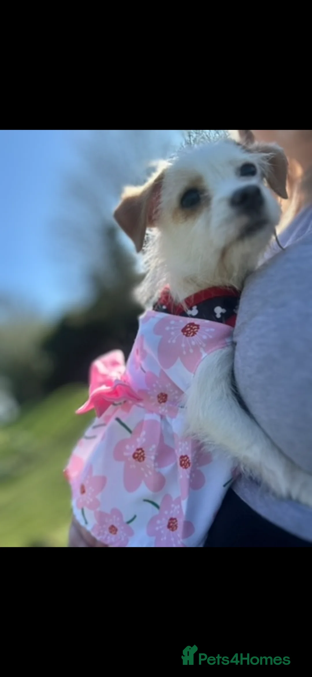 Mixed Breed dogs for sale: Skye  in Llanelli - Advert 1