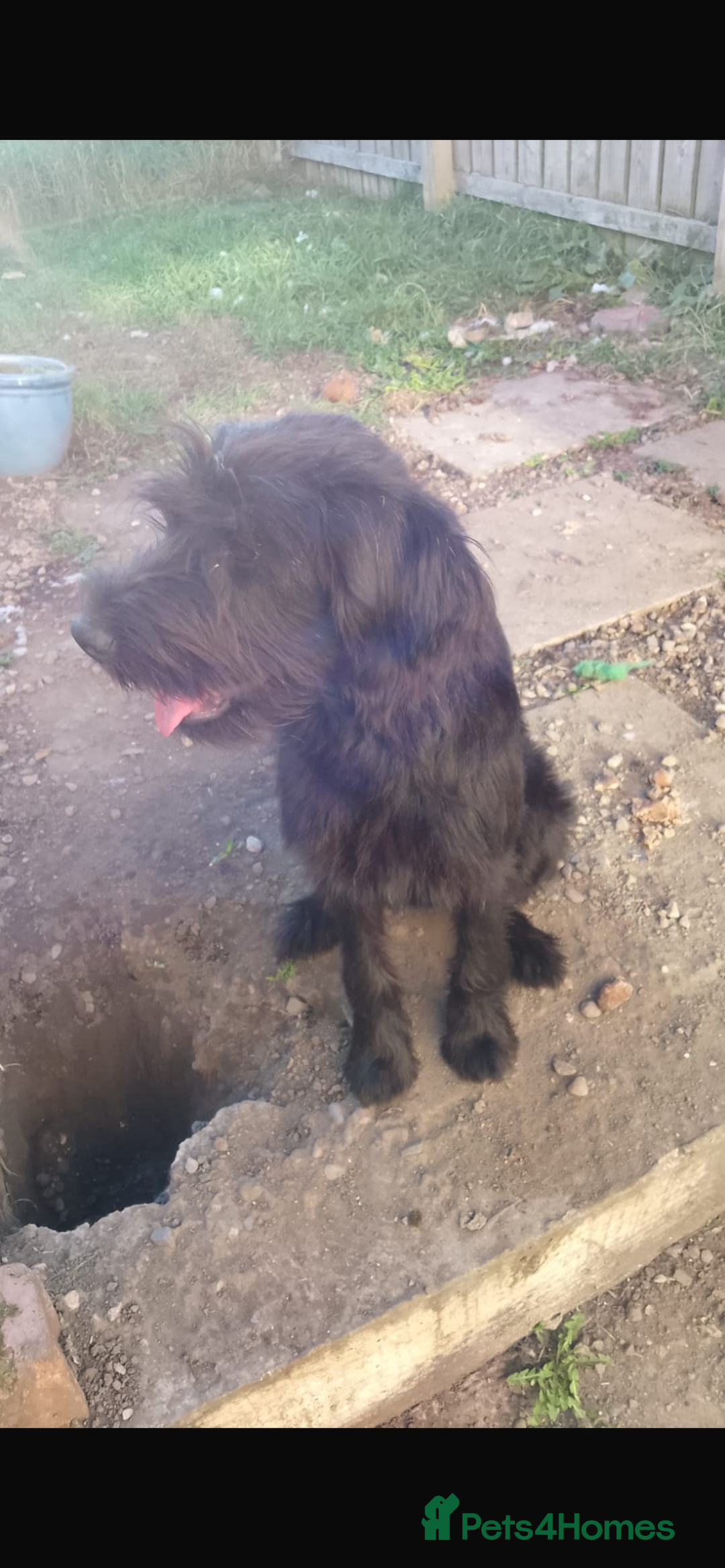 Mixed Breed dogs for sale: Caucasian Shepherd/giant schnauzer gross - Image 4