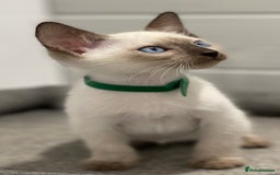 Siamese cats for sale: GCCF Registered Traditional Siamese Kittens  - Image 15