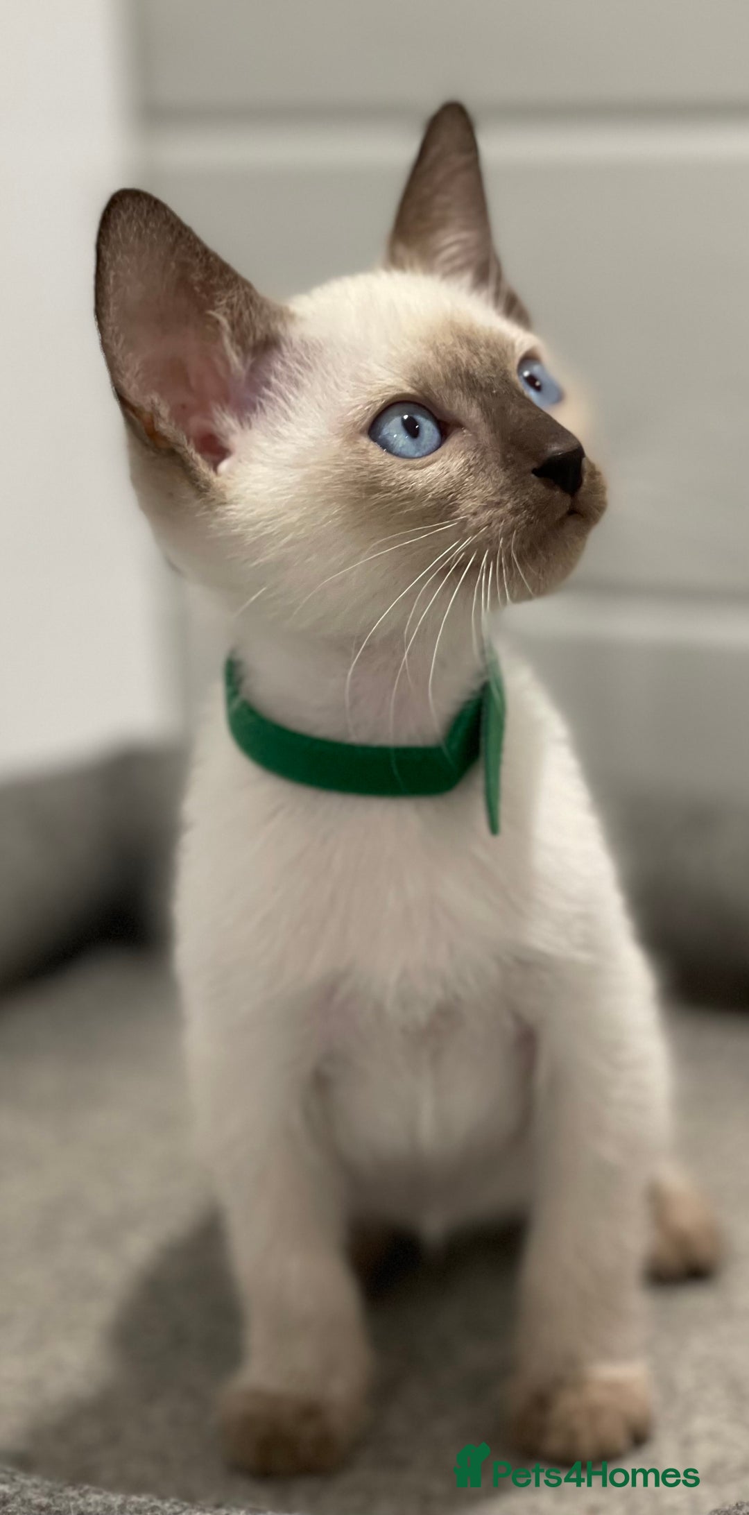 Siamese cats for sale: GCCF Registered Traditional Siamese Kittens  - Image 15