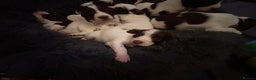 English Springer Spaniel dogs for sale: English springer spaniel puppies  - Advert 2