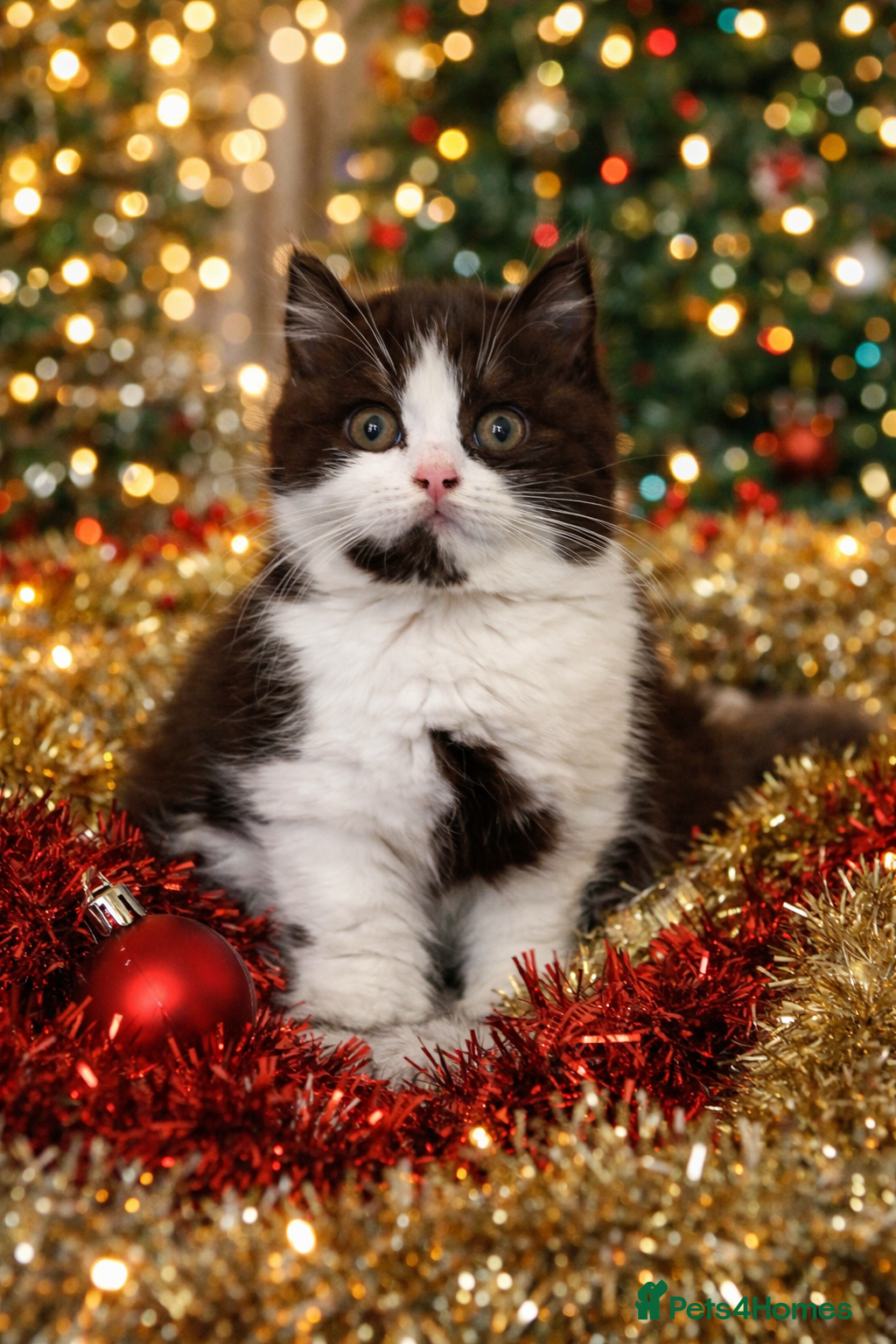 British Shorthair cats Ready now!! Exceptional British shorthair kittens  - Advert 8