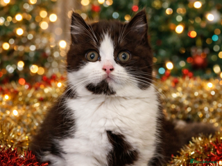 British Shorthair cats Ready now!! Exceptional British shorthair kittens - Advert 8