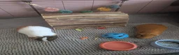 Guinea Pig rodents for sale: 4 male guinea pigs  - Advert 5