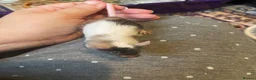 Mouse rodents for sale: Angora Baby Mice READY NOW - Advert 4