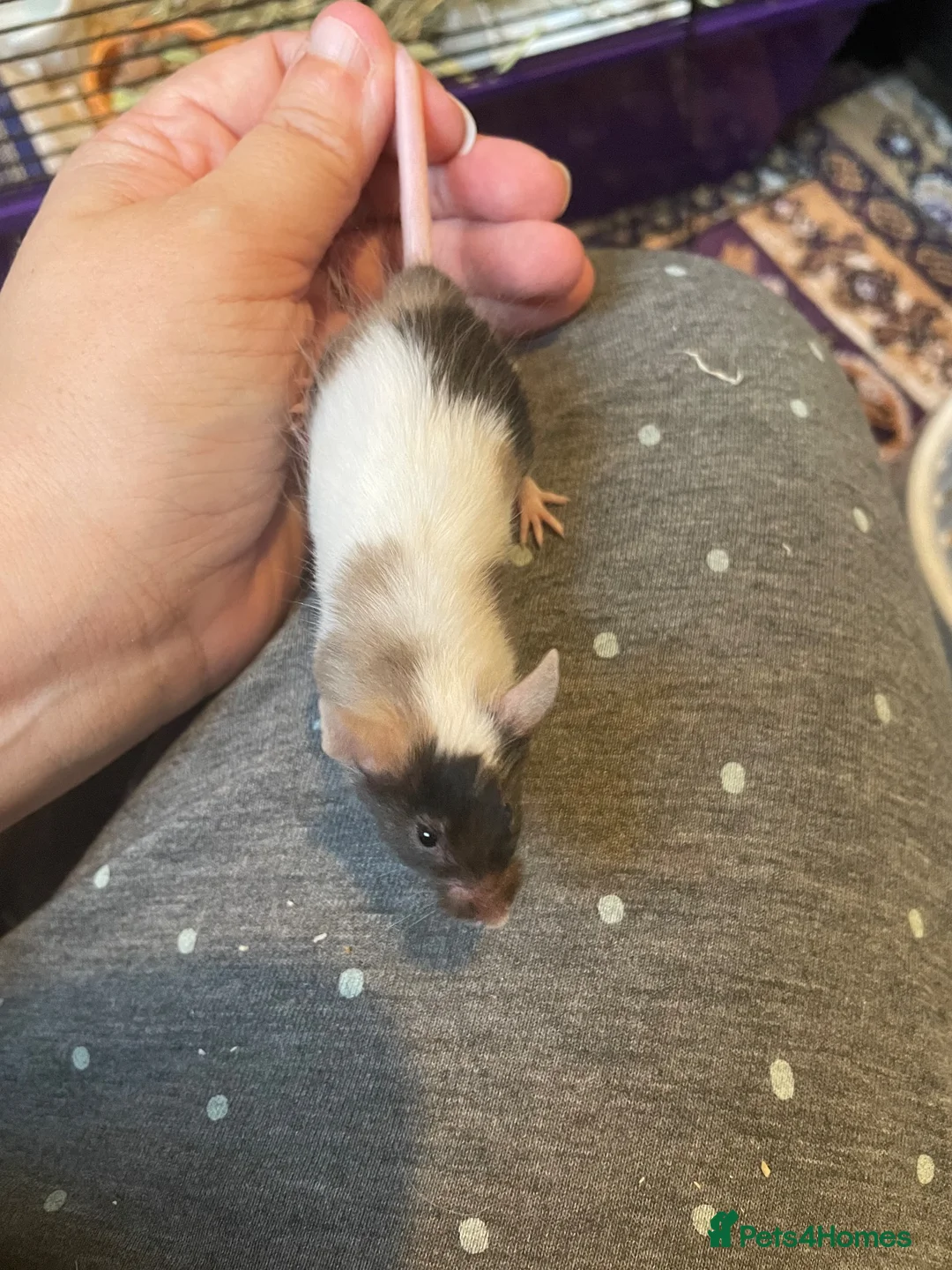 Mouse rodents for sale: Angora Baby Mice READY NOW - Advert 4