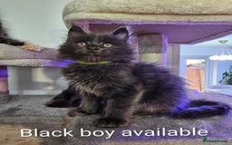 Maine Coon cats for sale: Pure Breed Maine Coon  - Image 6