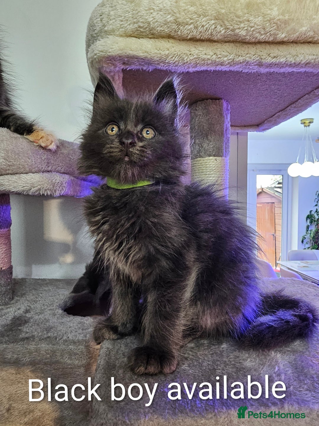 Maine Coon cats for sale: Pure Breed Maine Coon  - Image 6