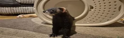 Ferret rodents for sale: 3 x 6 month old ferrets - Advert 6
