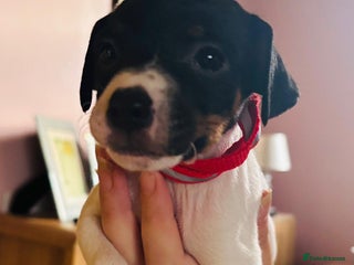Jack Russell dogs Jack Russell puppy - Advert 10
