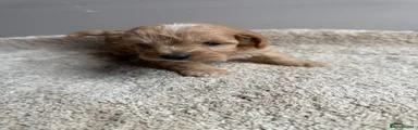 Cavapoo 1