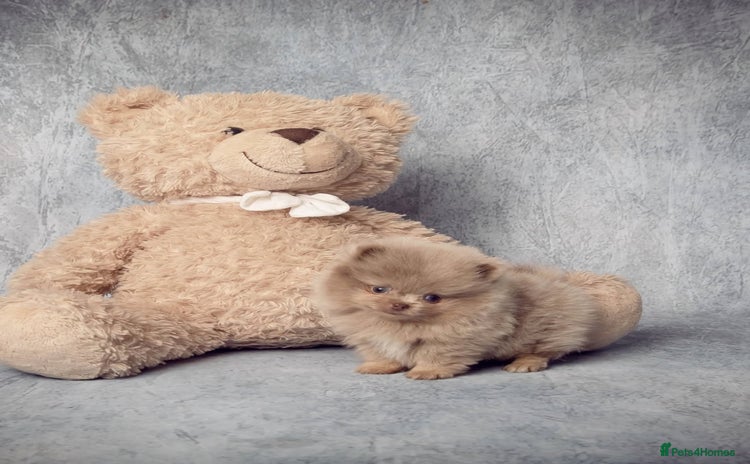 Pomeranian dogs - Advert 9