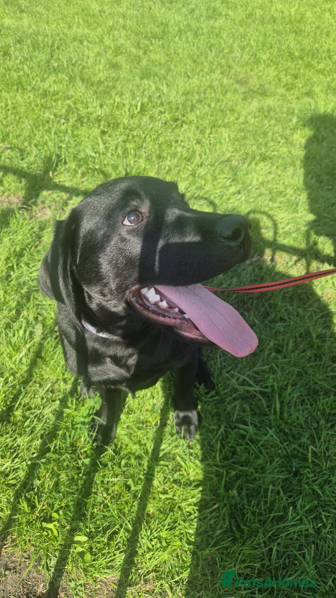 Labrador Retriever dogs Milo 5 Month Old Black Labrador - Advert 1