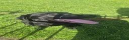 Labrador Retriever dogs for sale: Milo 5 Month Old Black Labrador - Advert 1