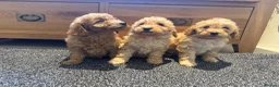 Labradoodle dogs for sale: Stunning miniature multigen labradoodle puppies - Advert 12