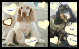 Cocker Spaniel dogs for sale: ❤️‍🔥❤️‍🔥💥Show Type Cocker Spaniel Puppies - Advert 38