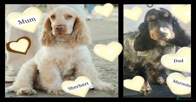 Cocker Spaniel dogs 🏆🏆Show Type Cocker Spaniels 2 AVAILABLE🏆✨️  - Advert 16