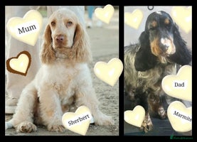 Cocker Spaniel dogs 🏆🏆Show Type Cocker Spaniels 2 AVAILABLE🏆✨️ - Advert 10