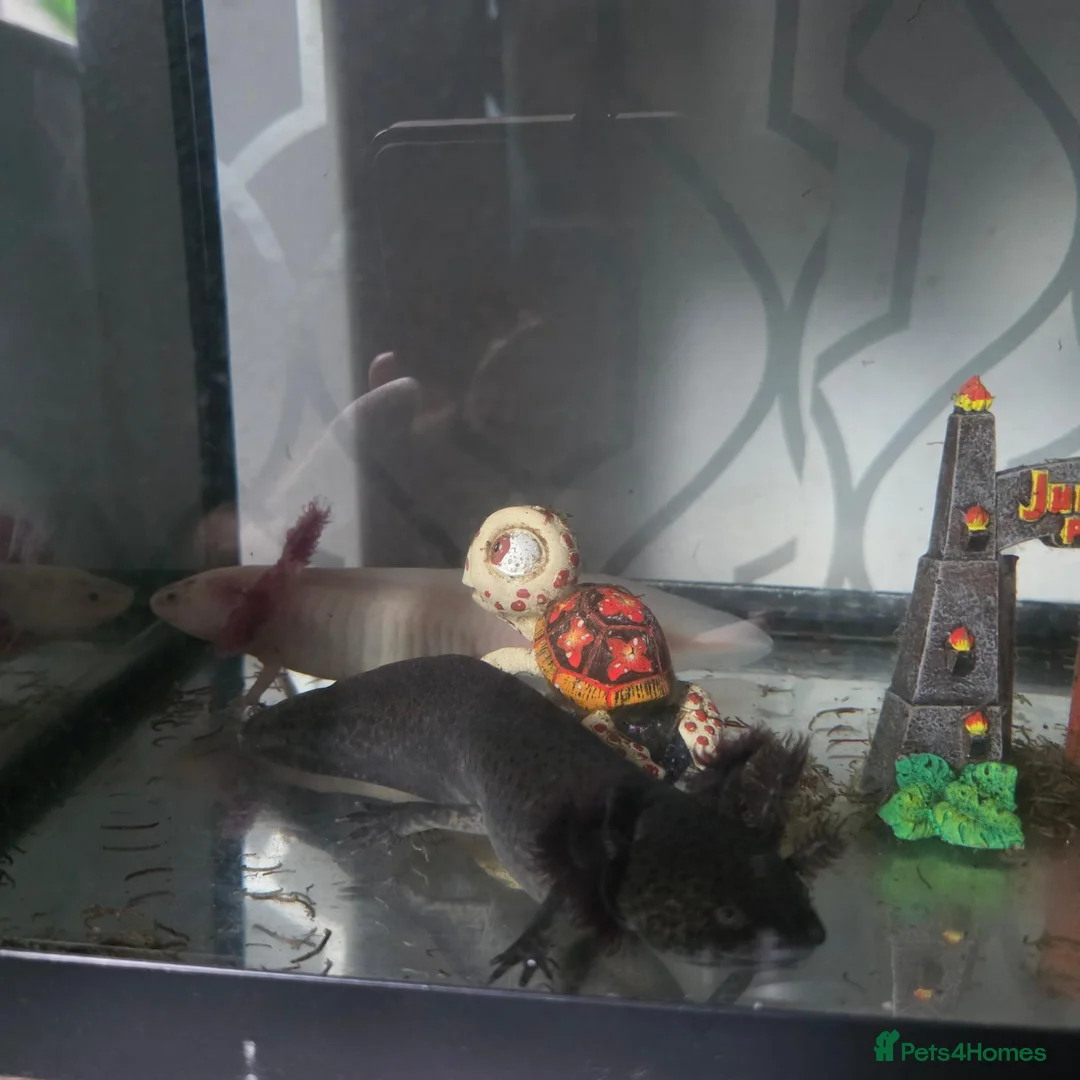 Other/Mixed Breed fish for sale: Axolotls  in Rotherham - Advert 2