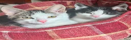 Domestic Shorthair cats for sale: 2 male kittens  - Advert 1