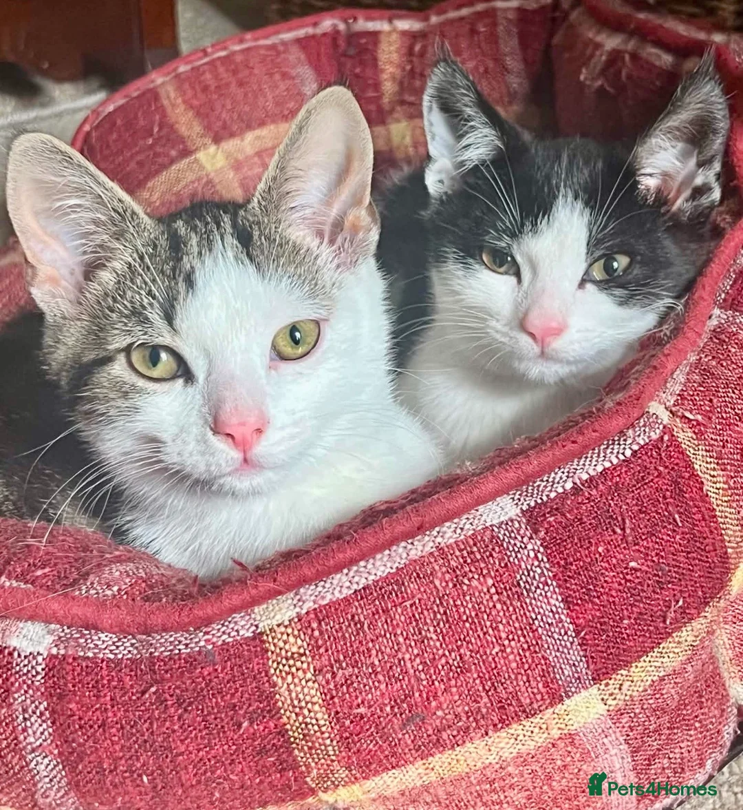 Domestic Shorthair cats for sale: 2 male kittens  - Advert 1