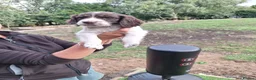 Cocker Spaniel dogs for sale: FTCH x OFTW in Bridgend - Advert 7