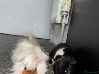 Guinea Pig rodents for sale - Advert 1