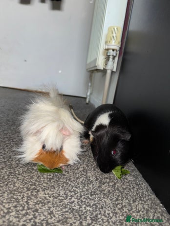 Guinea Pig rodents - Advert 8