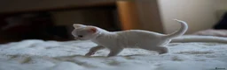 Devon Rex cats for sale: ❤️ Pure Line Devon Rex Kittens Available ❤️ - Advert 8