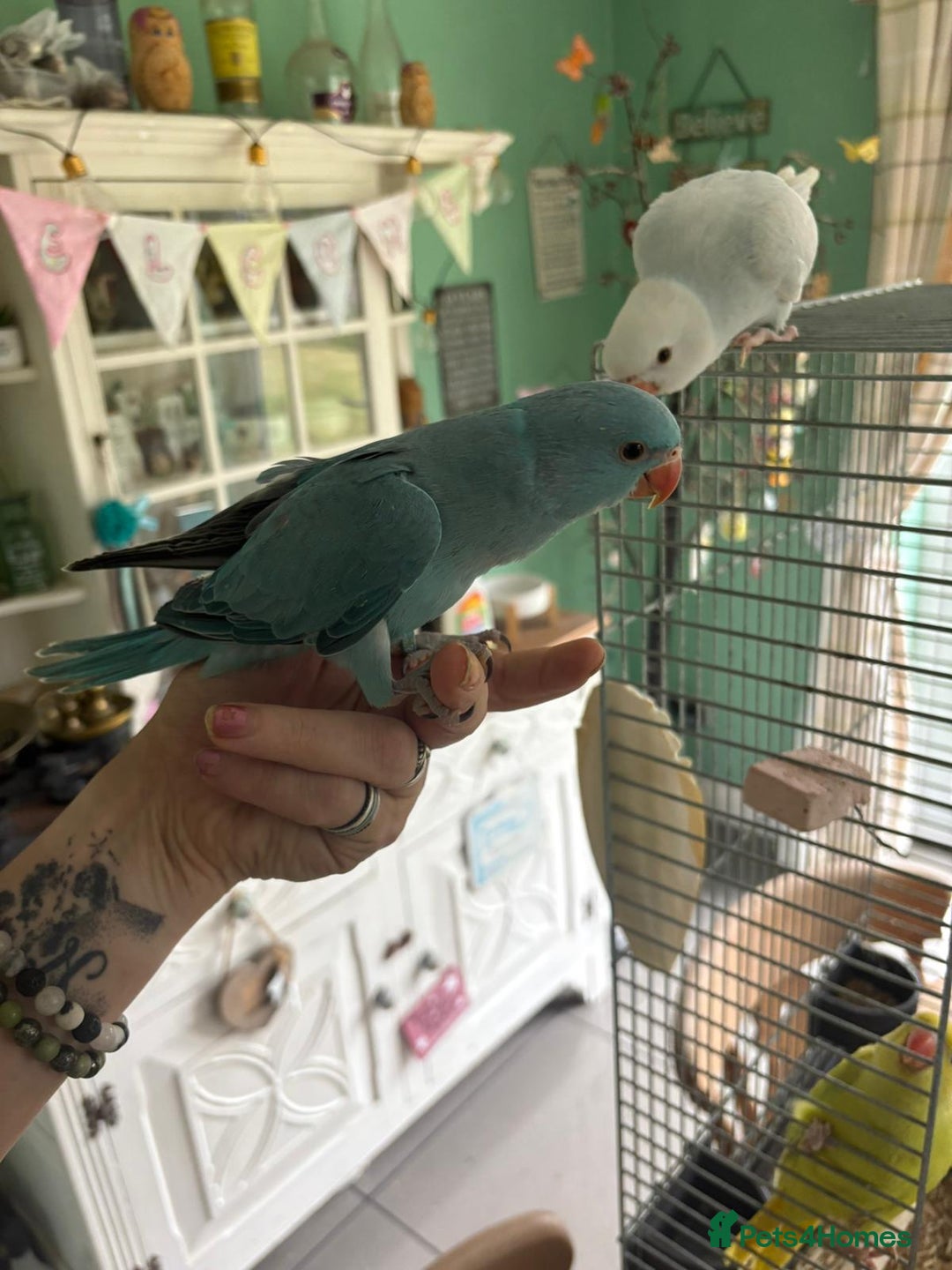 Ringnecks birds for sale: Hand reared Ringnecks  - Image 2