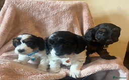 Cockapoo dogs for sale: Playful Cockerpoos  - Image 1