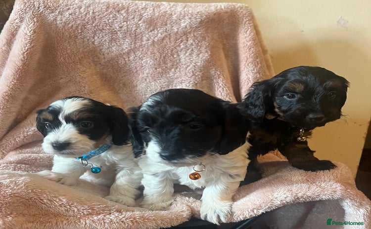 Cockapoo dogs - Advert 3