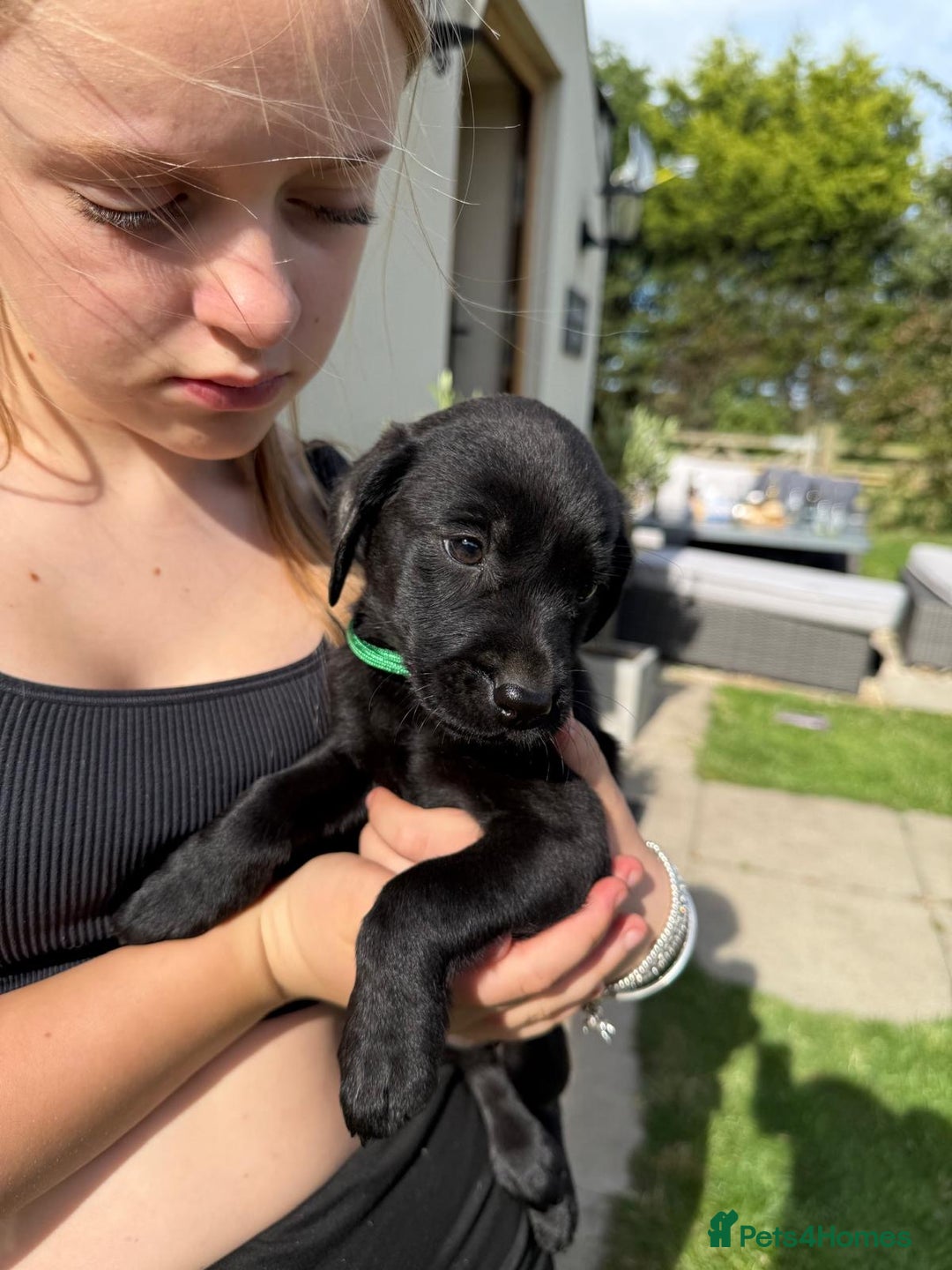 Labrador Retriever dogs for sale: KC Registered Black Labrador Pups 🐾 - Image 27